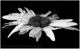 Daisy.