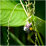 Bumble bee.