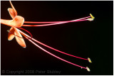 Flower.