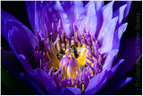 Another flower.