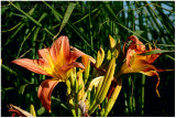 Lilies in the sunlight.