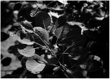 Smokebush leaves (ditto sunlight).