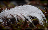 Wet feather.