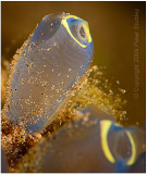 Sandy sea squirts.