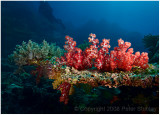 More soft corals.