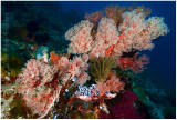 Sea fans and soft corals.