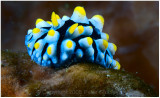 Small nudibranch.