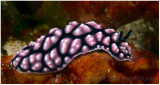 And another nudibranch.