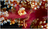 Pair of shrimp on soft coral.