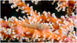 Ghost goby.