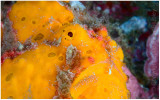 Portrait of a frogfish.