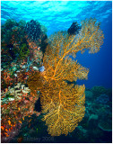 Branching coral.