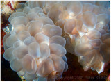 Bubble coral (Thanks, Chet!)