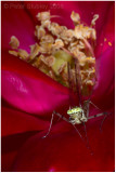Shadfly on rose petals.