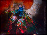 Peacock mantis shrimp.