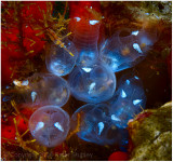 Tunicates.
