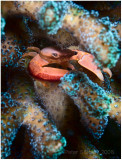 Crab hiding in coral.
