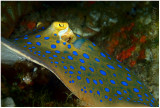 Blue spotted ray.