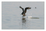 Brown Pelican ... landing_610h