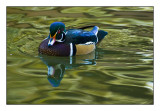 Wood Duck