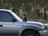 Cat on car.