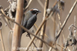Black-and-chestnut Warbling-finch