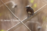 Black-and-chestnut Warbling-finch