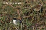 Black-capped Warbling-finch