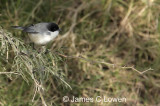 Black-capped Warbling-finch