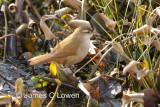 Curve-billed Reedhaunter