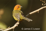 Fulvous-headed Brush-finch