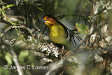 Fulvous-headed Brush-finch