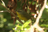 Golden-crowned Warbler