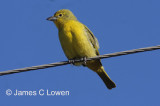 Hepatic Tanager