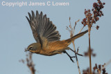 Long-tailed Reedfinch