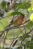 Rusty-browed Warbling-finch