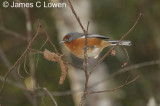 Rusty-browed Warbling-finch