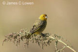 Saffron Finch