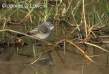 Sooty Tyrannulet