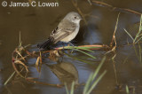 Sooty Tyrannulet