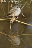 Sooty Tyrannulet