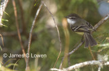 White-throated Tyrannulet