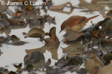 Yellow-chinned Spinetail