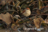 Yellow-chinned Spinetail