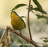 Tropical Parula