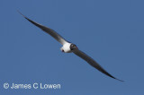 Brown-hooded Gull