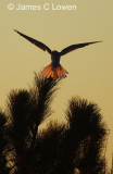 White-tailed Kite