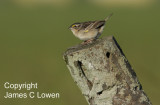Grassland Sparrow