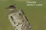 Grassland Sparrow