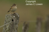 Grassland Sparrow